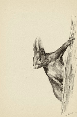 Dessin au Crayon écureuil
