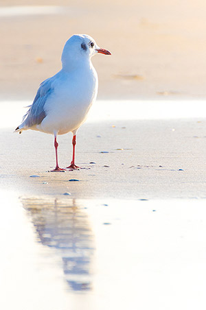 Mouette rieuse