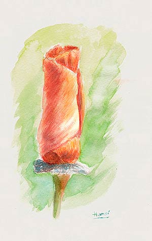 Aquarelle