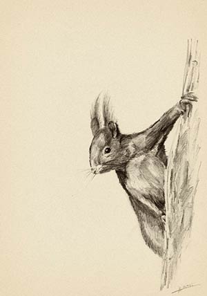 Dessin au Crayon écureuil