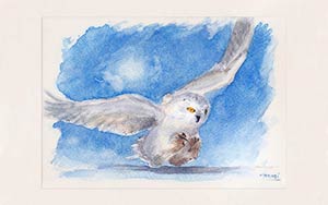 Aquarelle à partir d'une photographie de Vincent Munier