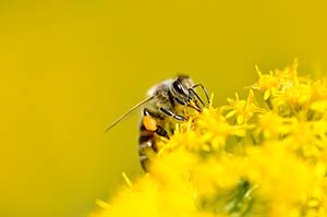 Abeille à miel (Apis mellifera)