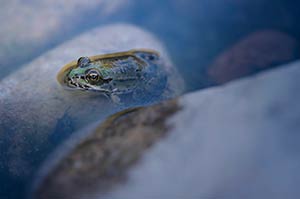 Grenouille